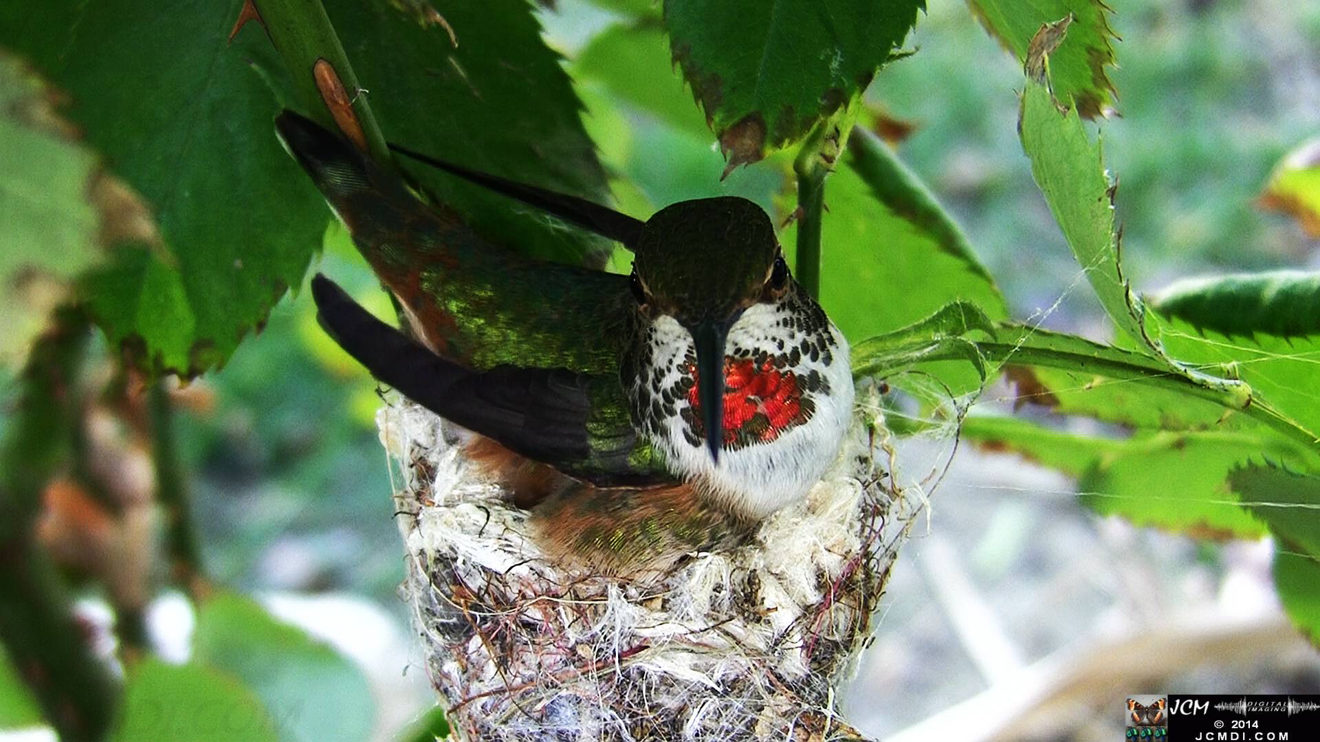 Allen's Hummingbird female in nest 